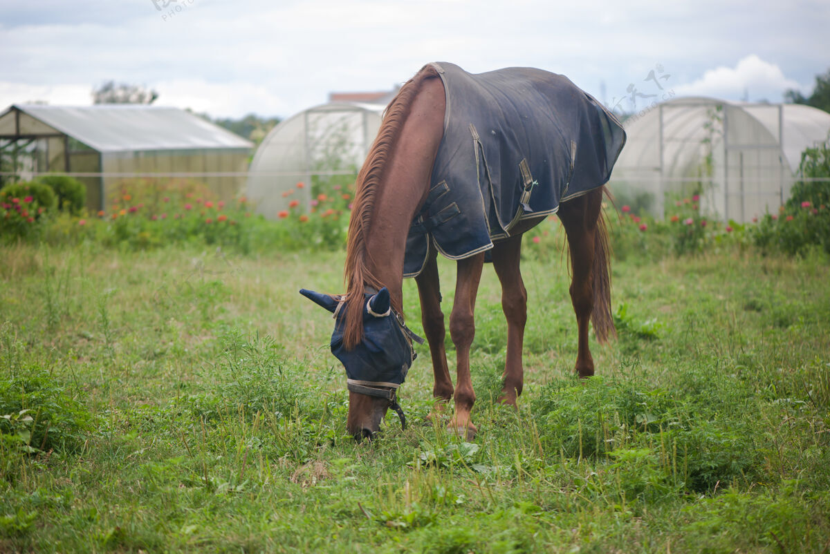 农业红马在房子附近的田野上吃草 在户外吃树苍白鬃毛草