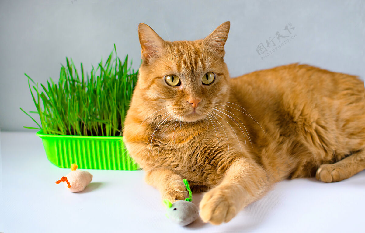 新鲜姜 红猫吃绿草绿色多汁的草对猫有用 发芽的燕麦对猫有用可爱纤维治疗