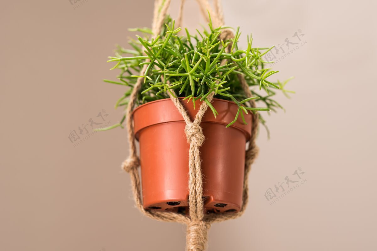 装饰特写室内盆栽植物悬挂在天花板与黄麻绳绳子春天传统
