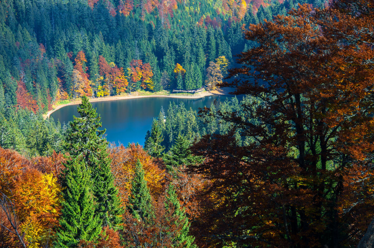 天空美丽的秋天风景在山上 在森林里秋天的森林风景树叶
