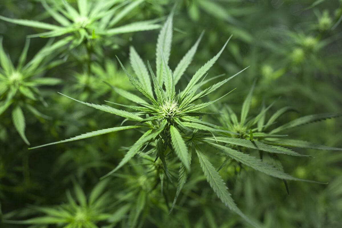 合法美丽的大麻植物 花蕾盛开绿色大麻植物花成瘾草