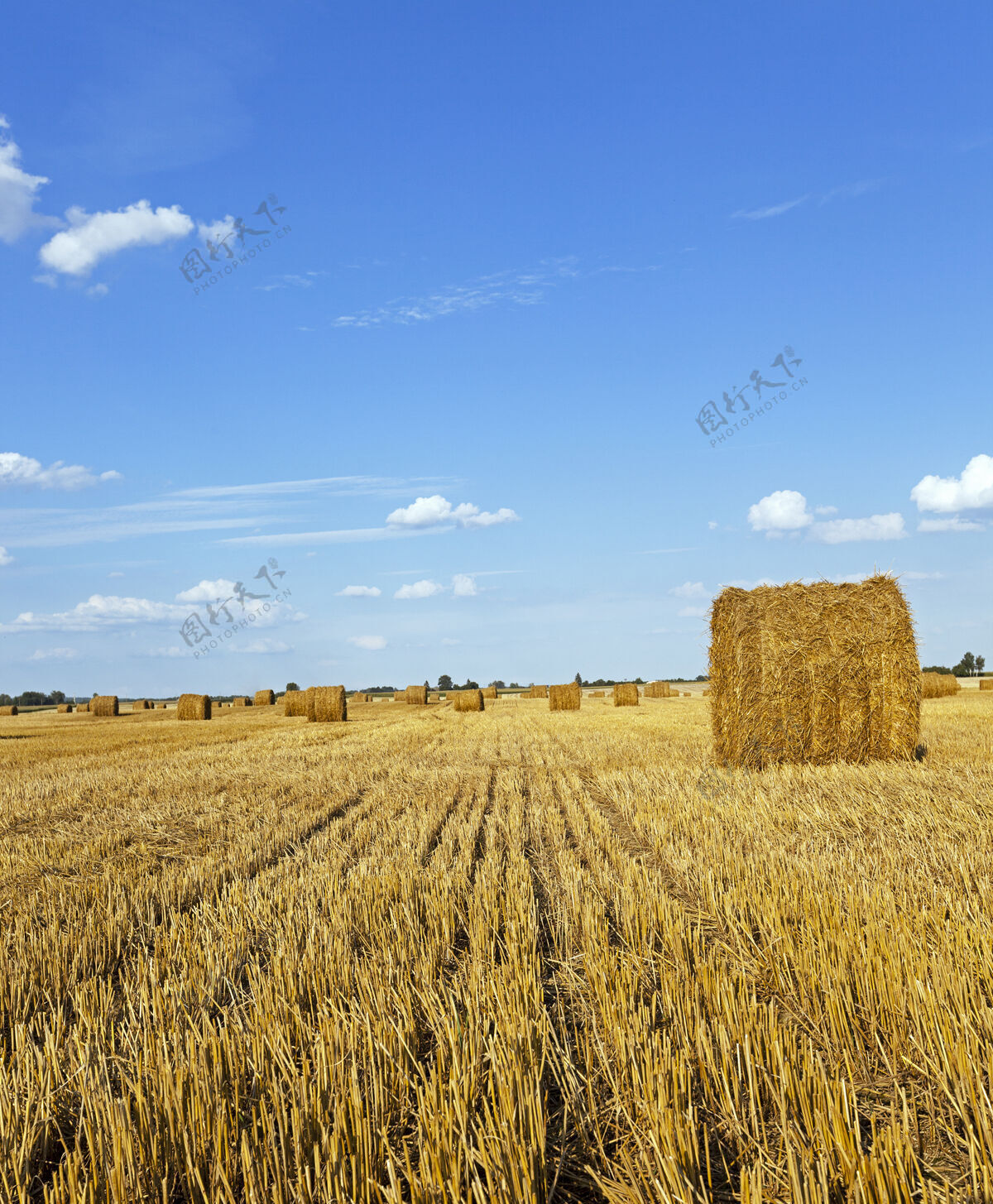 玉米棒一块庄稼地 上面长满了收获的小麦卷植物成熟