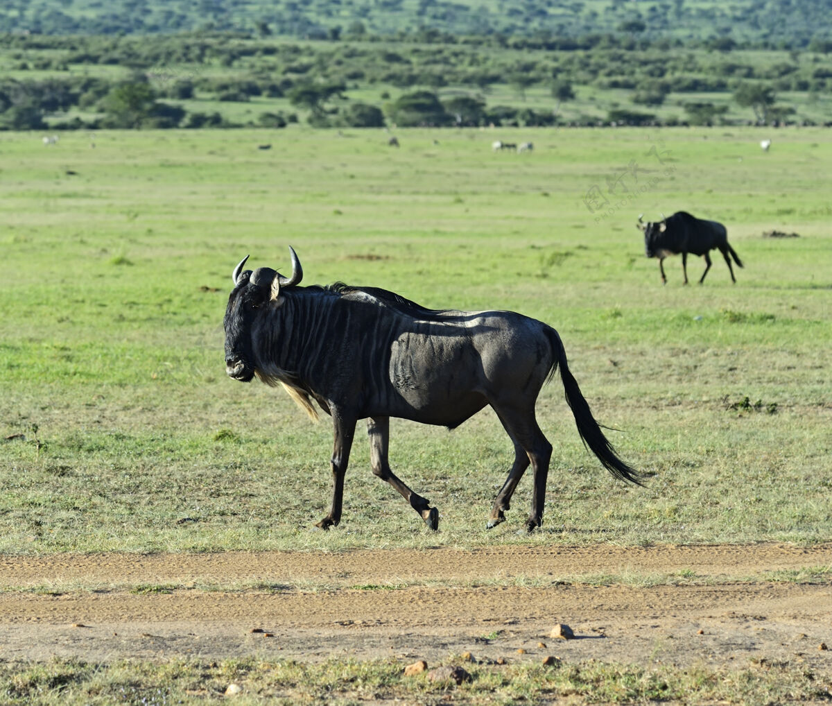 非洲大草原马赛马拉国家公园的角马肯尼亚栖息地危险动物野生动物