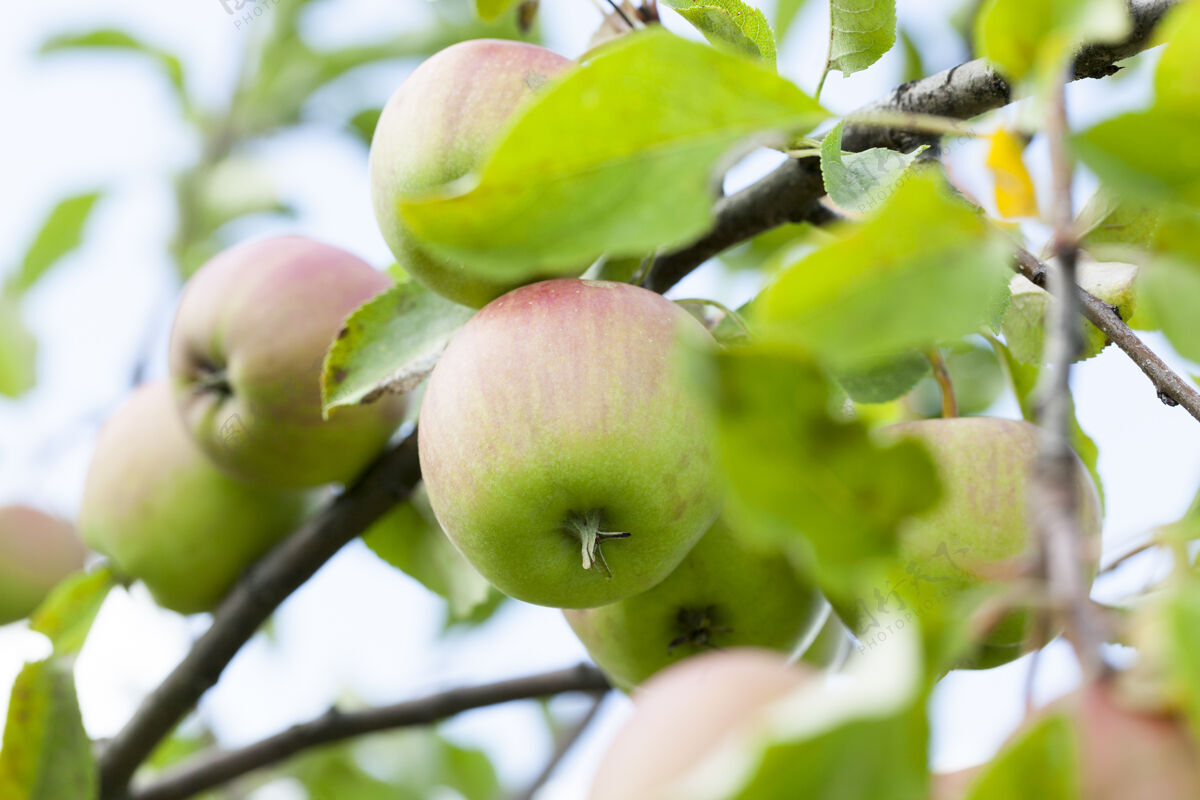 叶果园里树上生长的苹果的特写镜头夏天的季节 一片小小的田野生长农业甜味