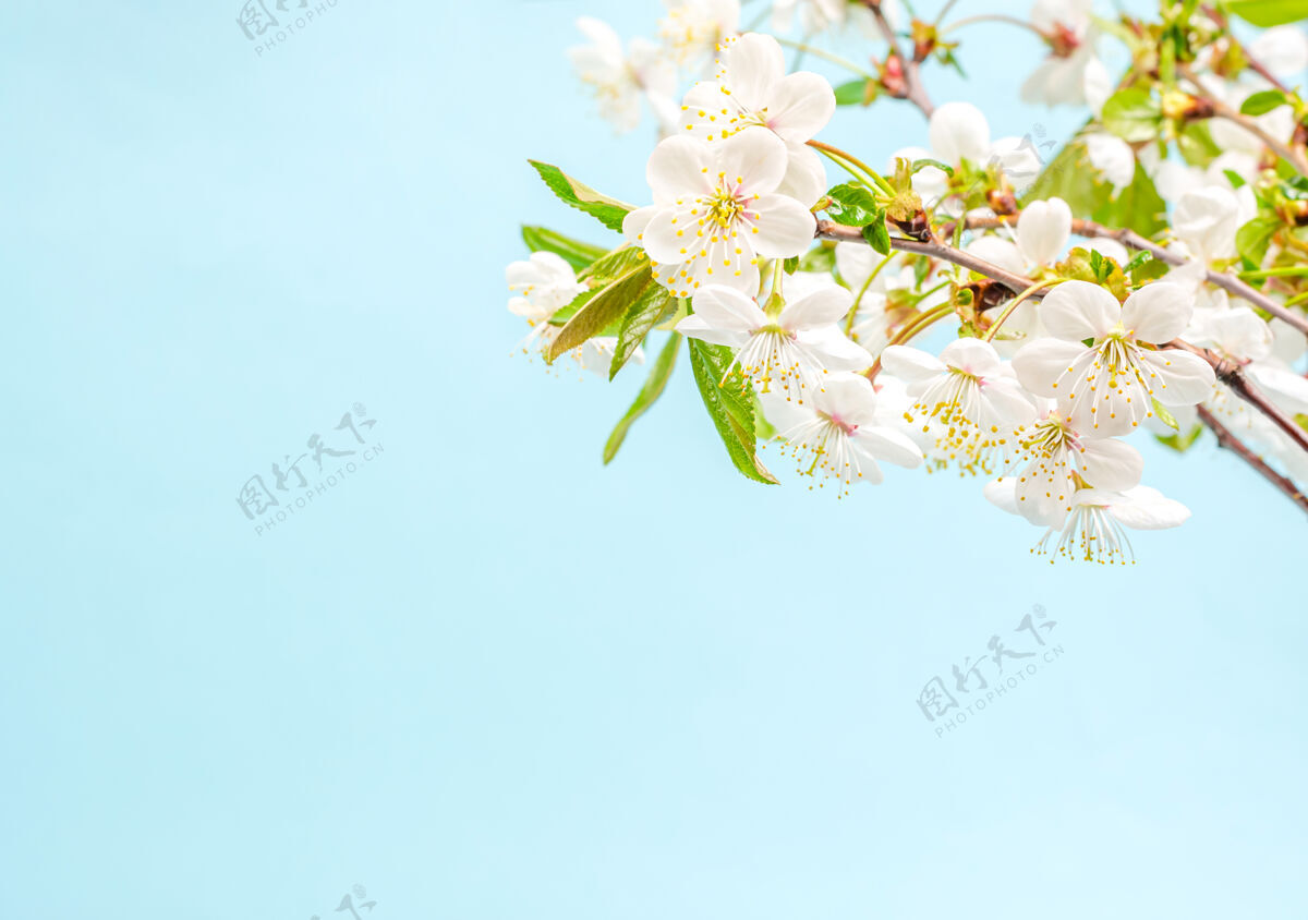 春天樱花枝头的花束装饰理念树枝木开花