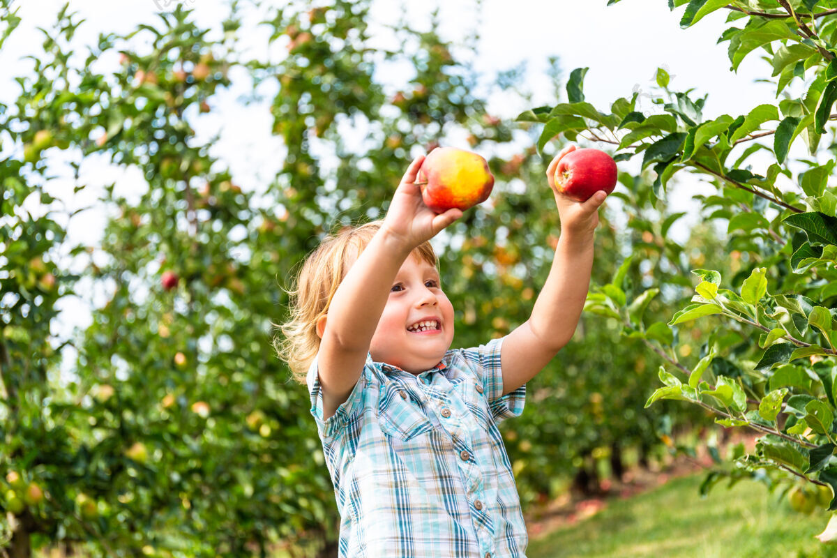 时间两岁的小男孩住在苹果园里 手里拿着两个苹果乡村婴儿年轻