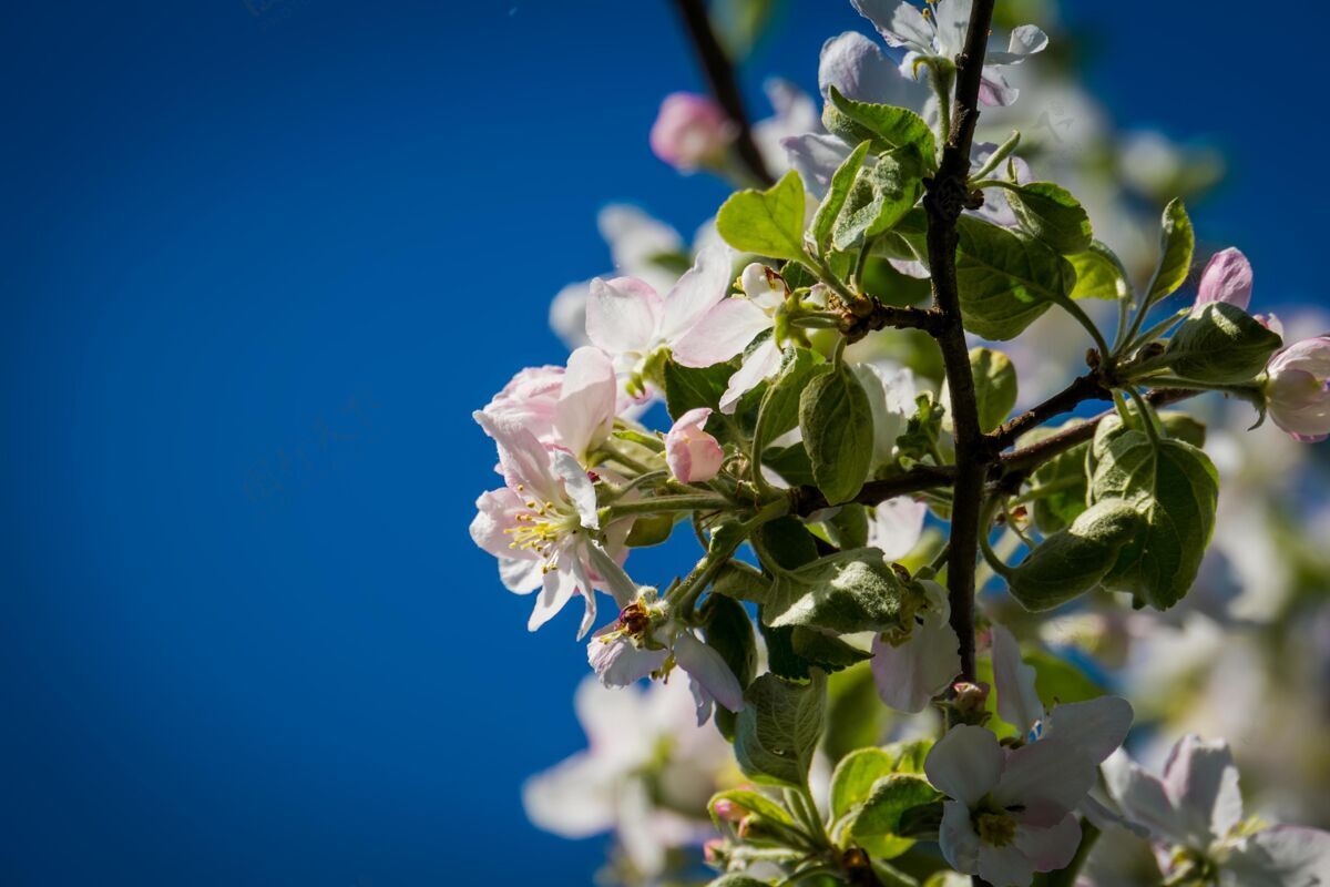 植物柔软的白花树绽放在湛蓝的天空 春天天苹果樱花