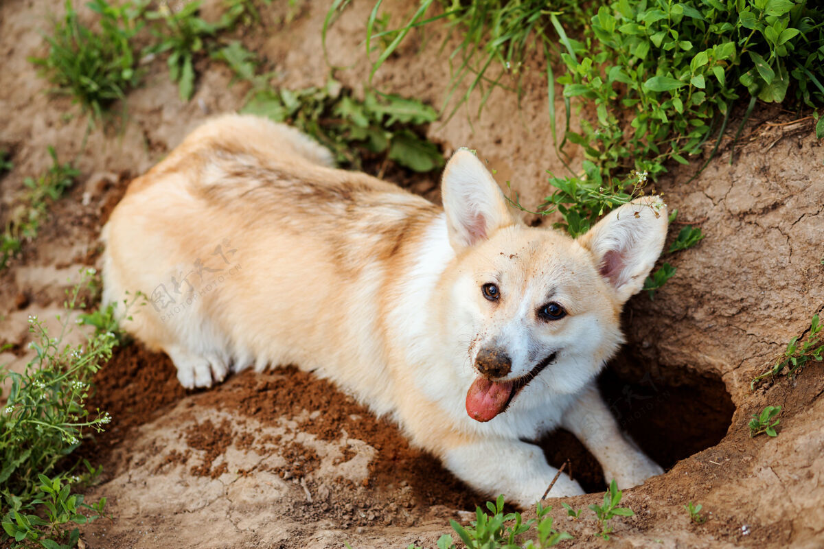 洞快乐的狗 威尔士柯基彭布罗克 在树上挖洞地面纯种在夏天 狗在户外度过 狗的活动公园年轻小狗
