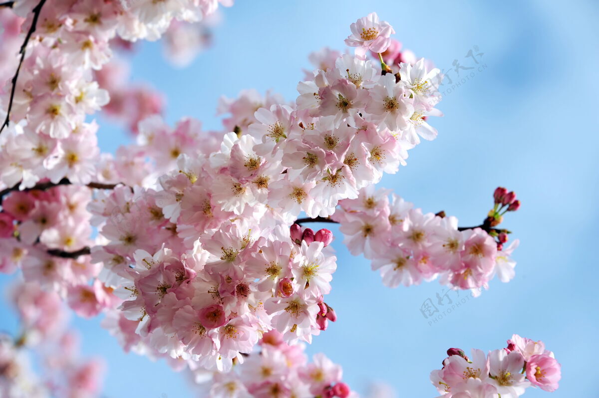 樱花美丽的春天绽放樱花枝收起来花瓣嫩日本