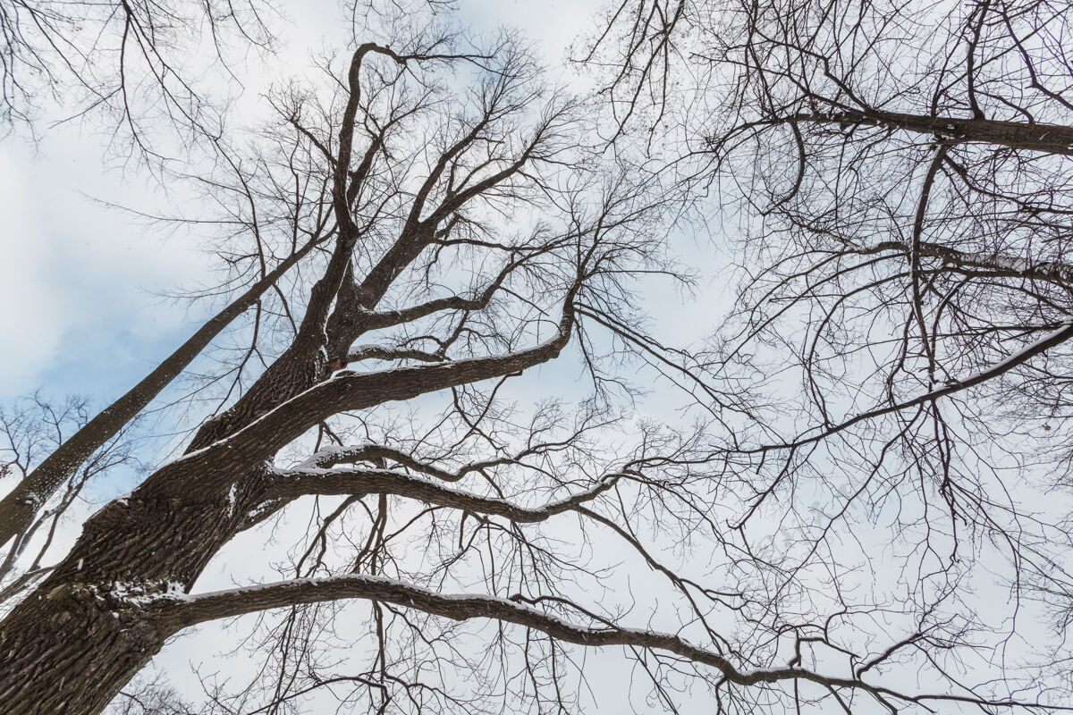 树木冬天树叶剥落的树的俯视图季节天空环境
