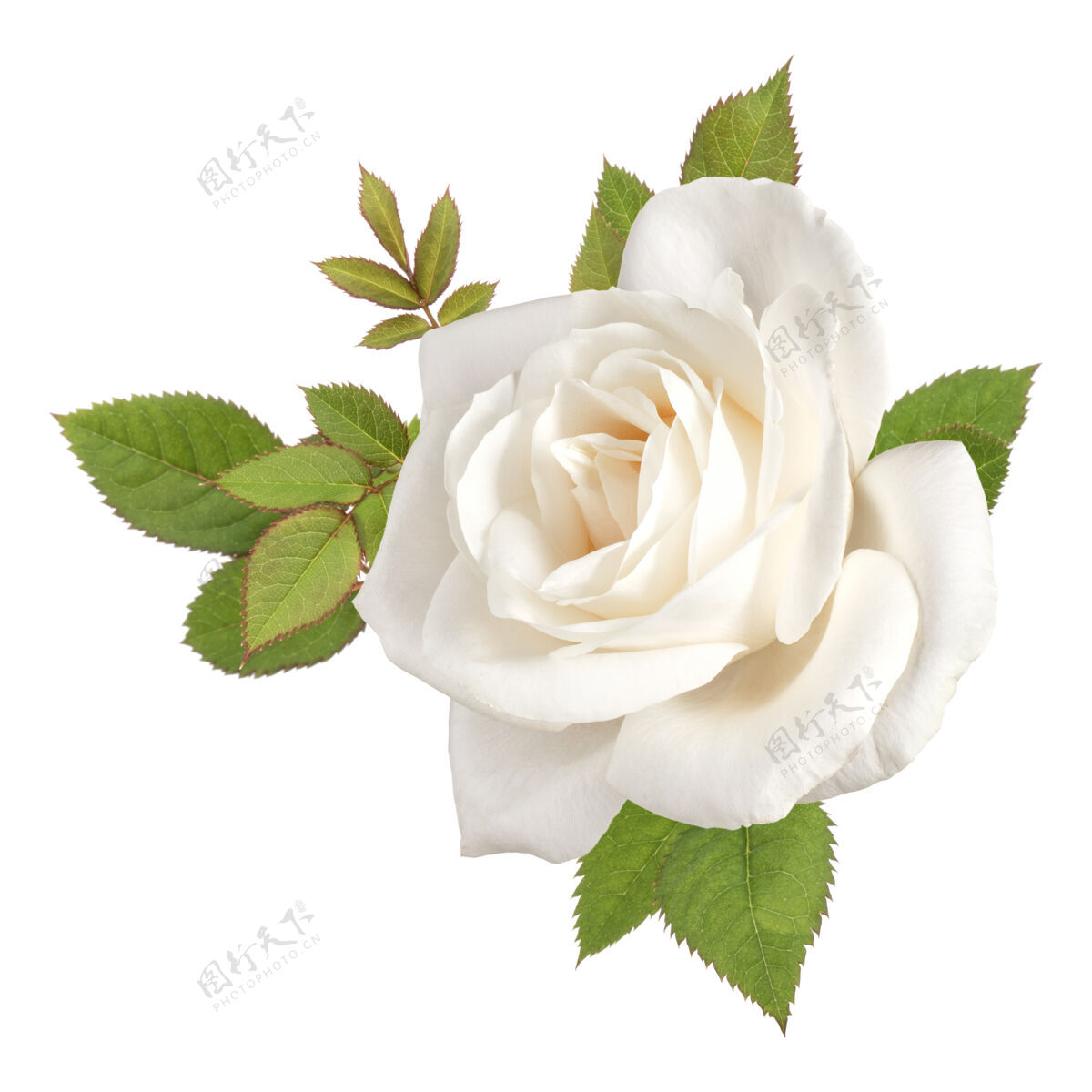 庆祝一个白色的玫瑰花头 叶子被隔离在白色的切口上花园水平开花
