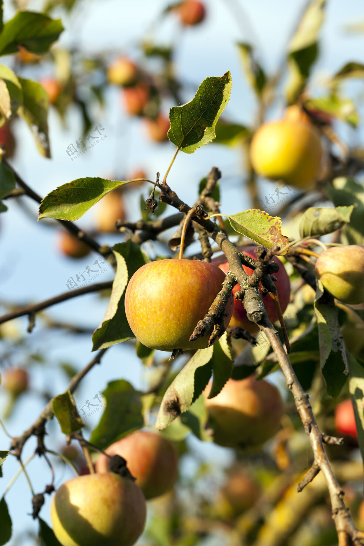 树夏末秋初 苹果树上成熟的苹果 红黄色的苹果成熟美味花园