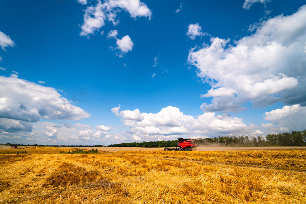小麦金色的麦田和蔚蓝的天空 是丰收季节农作物的景观全景草地风景