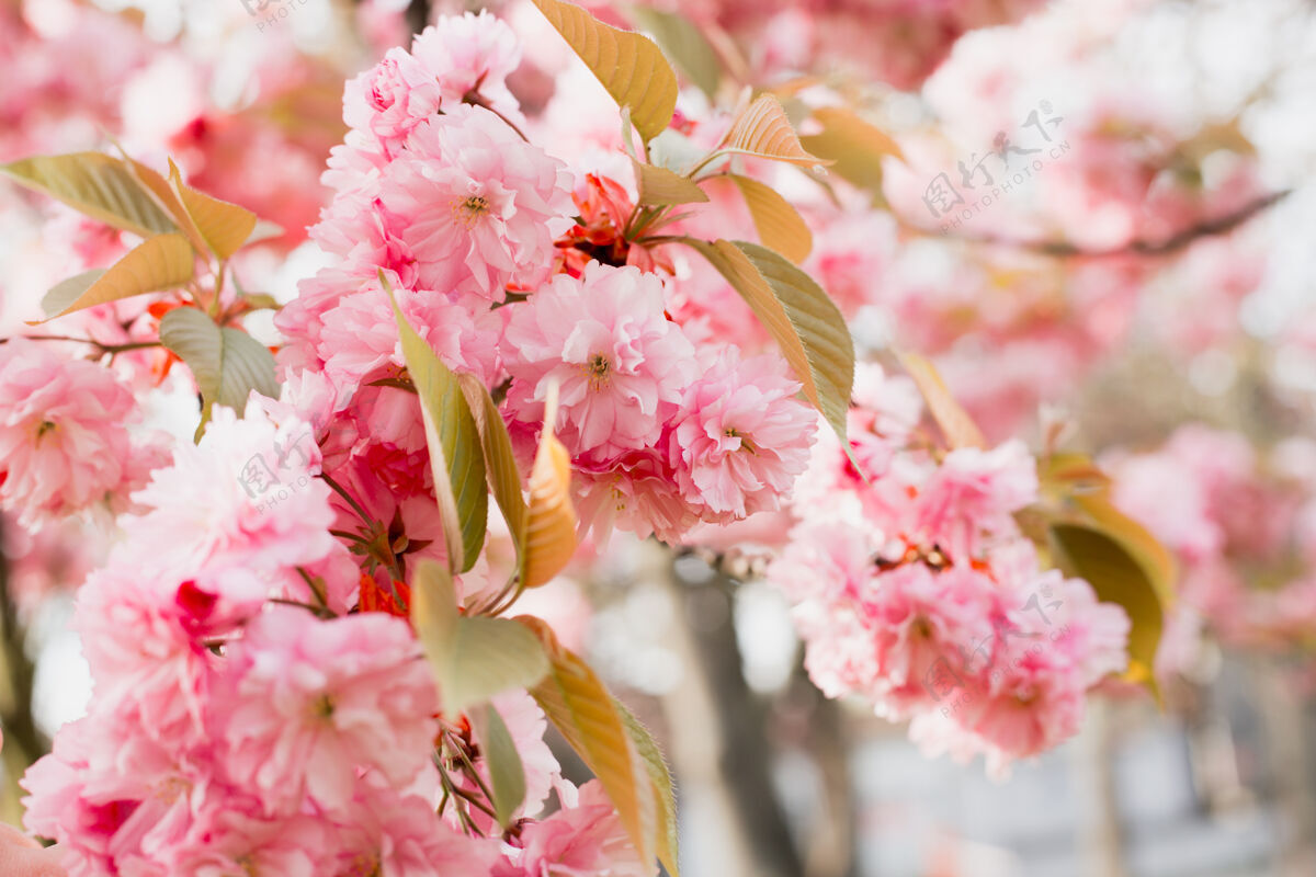 叶春天樱花盛开植物日本分支