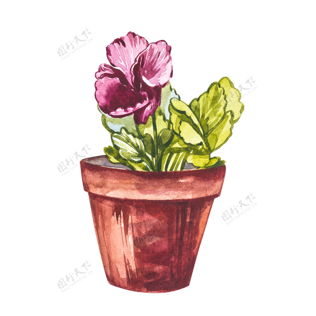 植物学水彩三色堇花手在白色上画水彩插图背景.复活节收藏水彩画花园春天