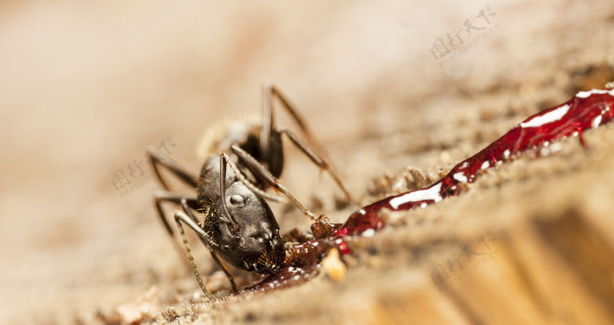 动物大森林蚂蚁在原生栖息地关闭虫子自然