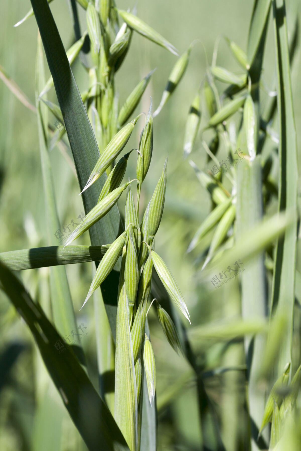 谷物绿色植物燕麦与绿色的叶子和耳朵在阳光下 特写在一个农业领域草地果穗花