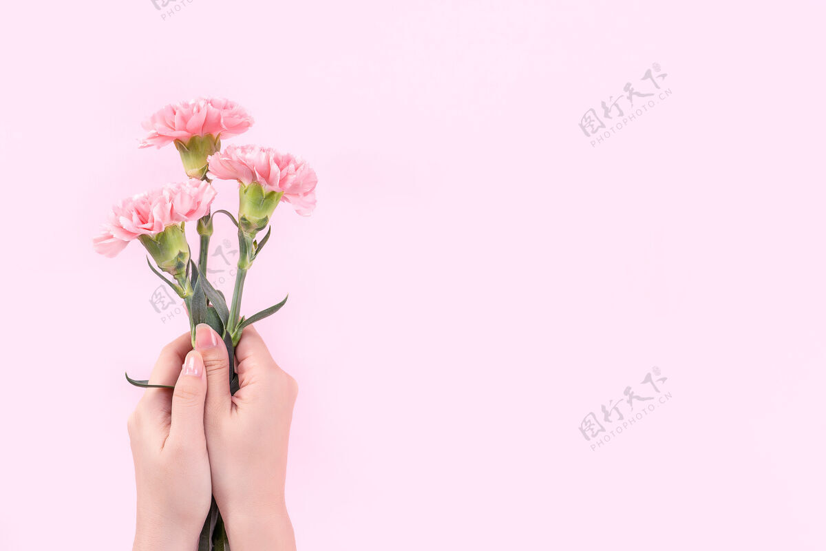 女人拿着粉色康乃馨放在粉色桌子背景上的女人俯视图礼物美丽