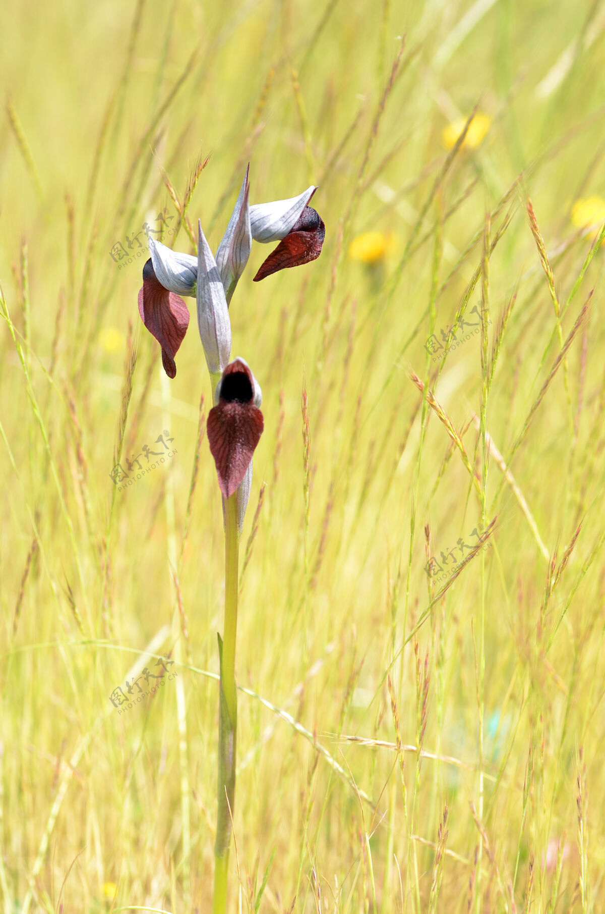 兰花野生兰花：草原上的丝兰植物美丽野生