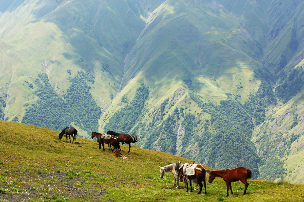 哺乳动物山谷里的马 佐治亚州的风景和野生动植物速度动物骑师