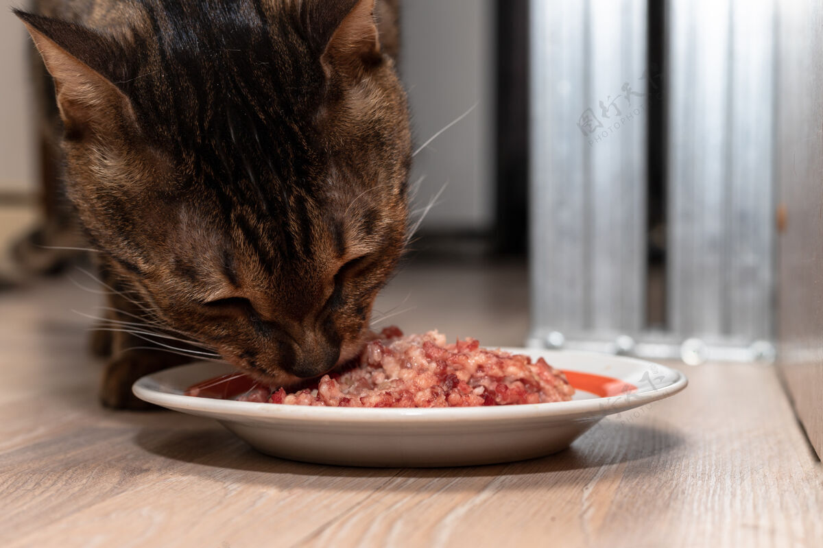 咬孟加拉猫站在一碗肉末旁边吃它家宠物吃切碎的肉野兽孟加拉饮食