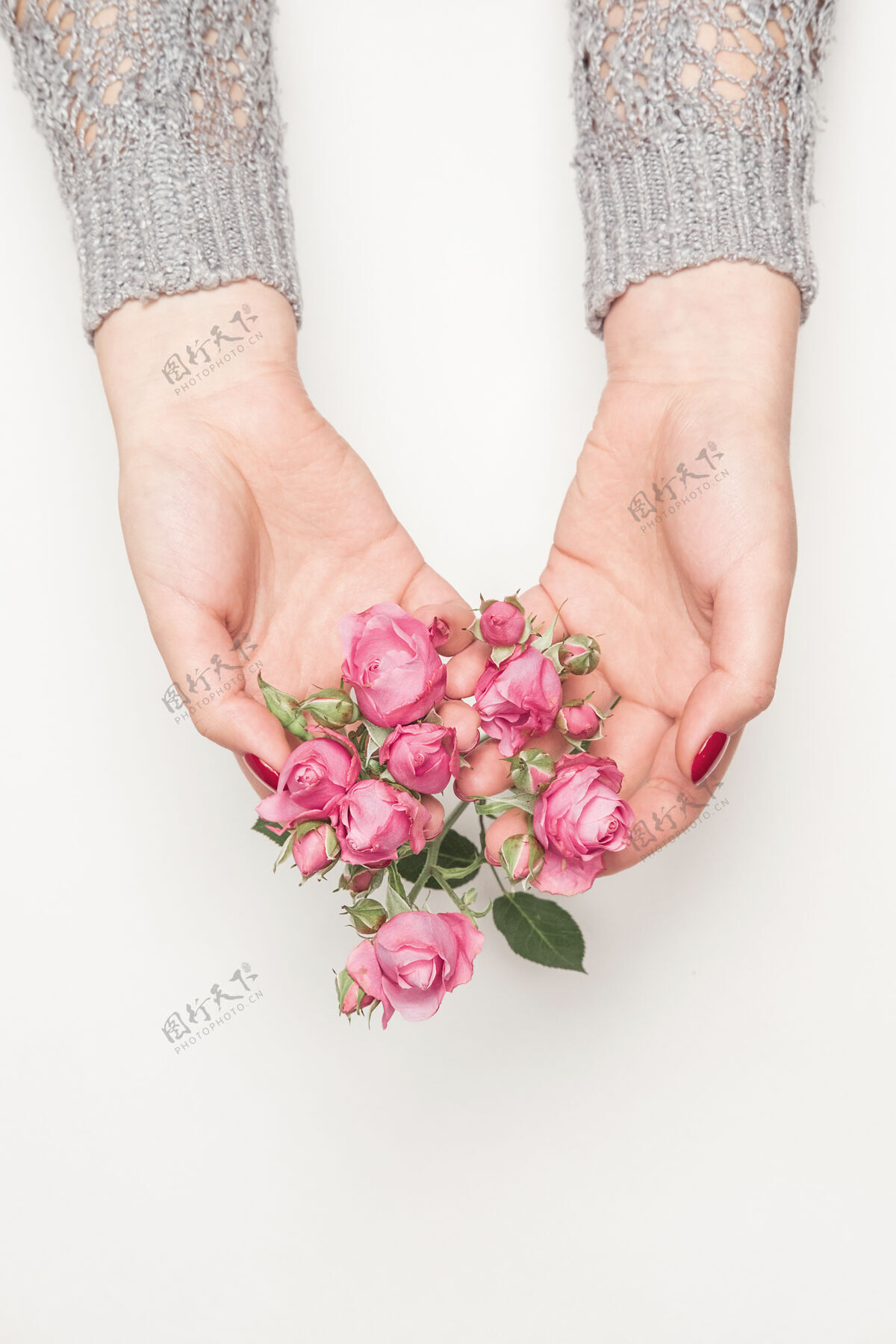 玫瑰玫瑰在女孩手里 顶视图 顶视图 白色的小粉红玫瑰约会美甲新鲜
