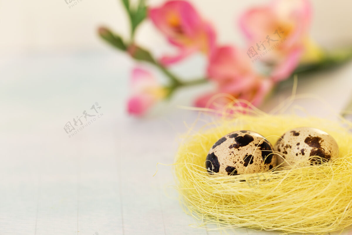 复活节复活节鹌鹑蛋在巢里 花在蓝上传统自然木板