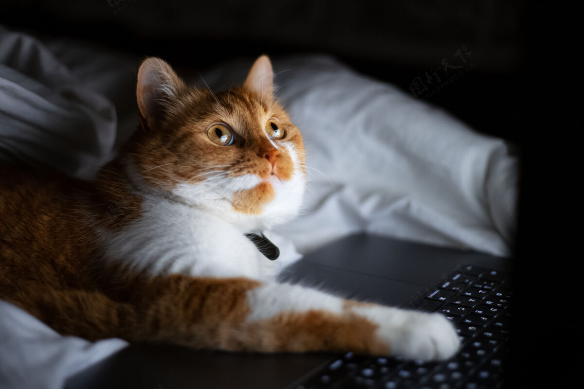 室内家里黑暗的房间里 红白猫躺在床上 手提电脑的画像斑猫肖像电脑