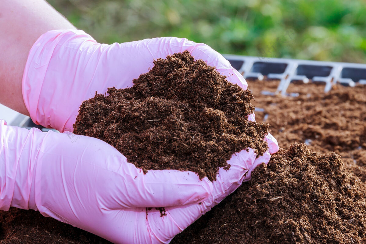 蔬菜准备在装满腐殖质土壤的塑料育苗盒里播种辣椒种子农业植物学土壤