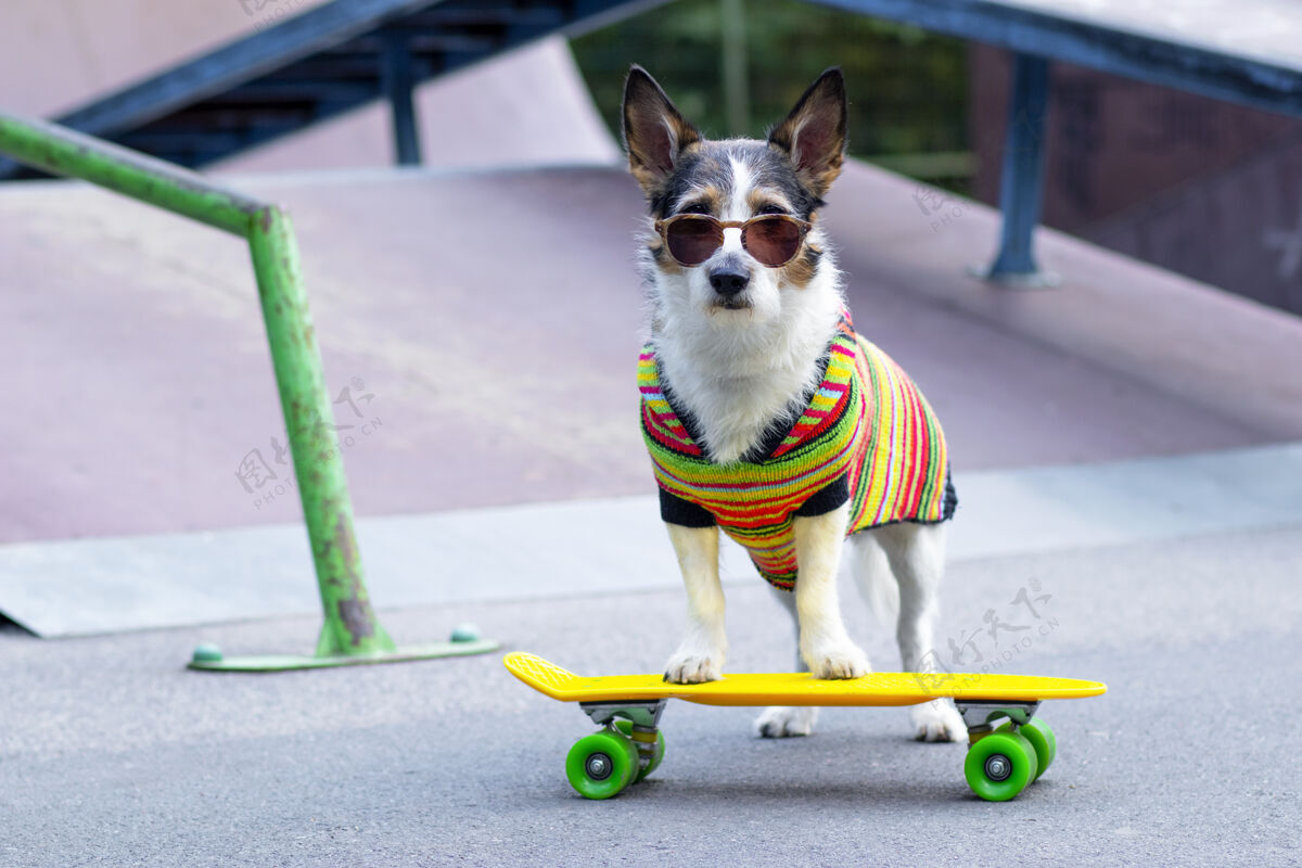 悲伤一只时髦的狗在斜坡上 在外面骑着一个便士板一只宠物在操场上骑着滑板或长板板一天狗