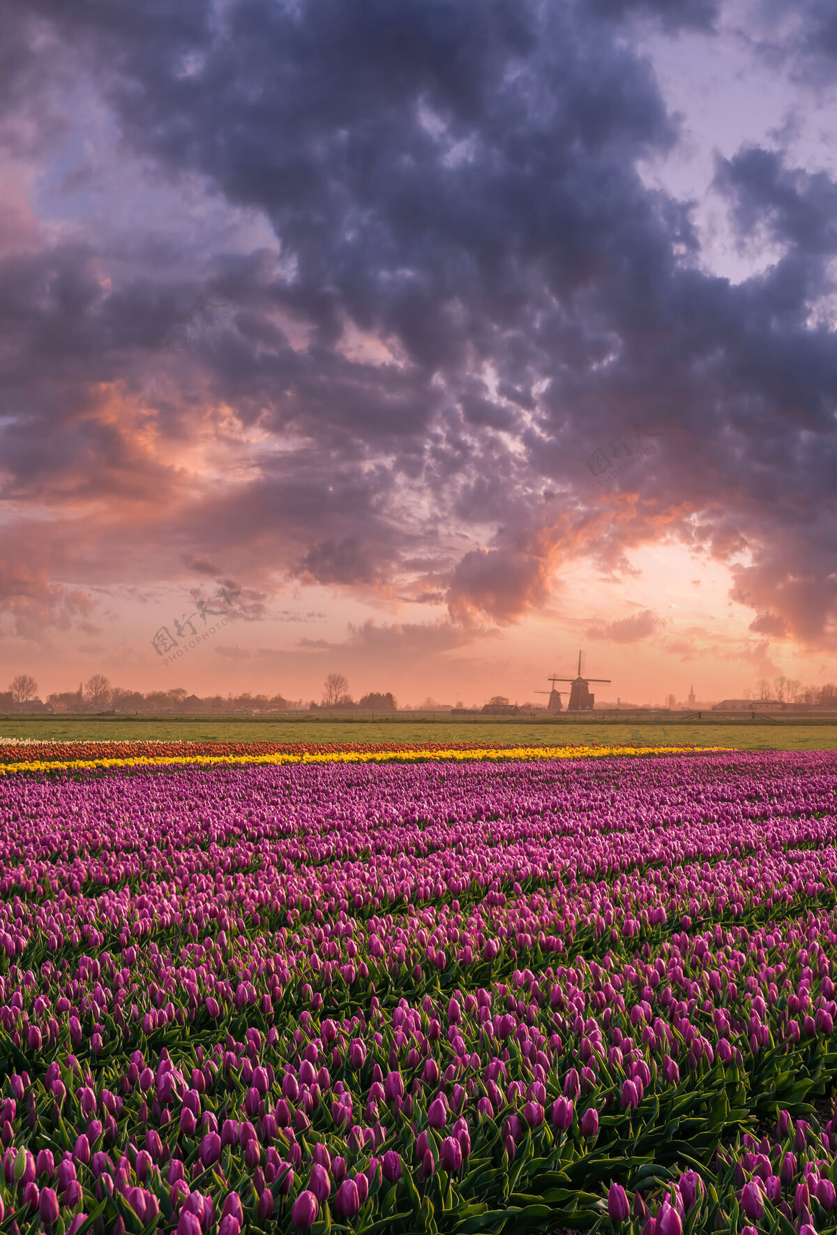 日落春天的景色 郁金香的田野 五彩缤纷的日出 花香世界荷兰风景郁金香