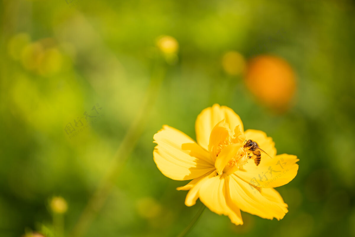 花园黄花上蜜蜂的自然景观 绿色的自然模糊的背景 在花园里用复制空间作为背景昆虫 自然景观 生态 新鲜的墙纸页面概念自然蜂蜜草地
