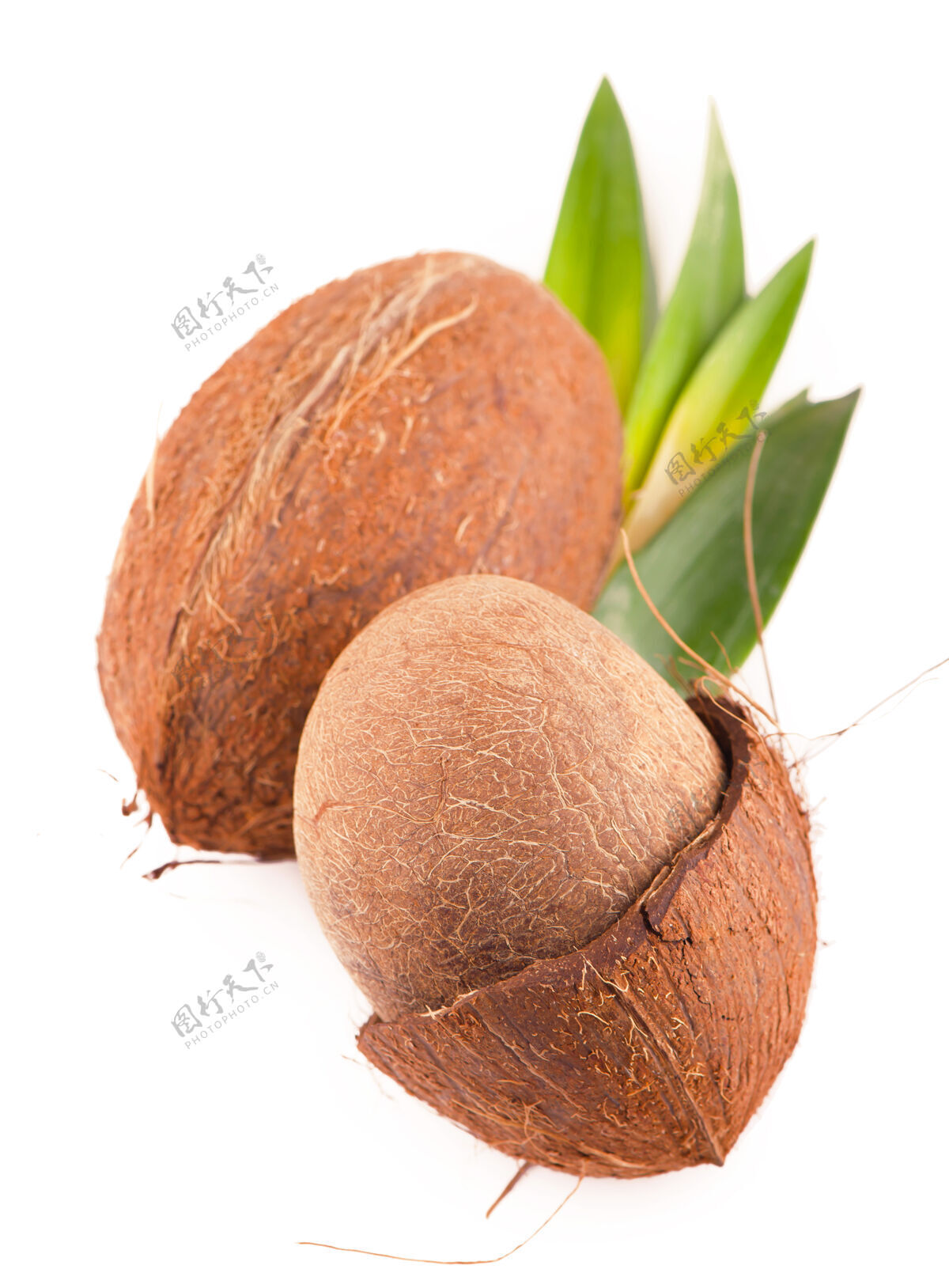 质地白底椰子叶健康吃叶