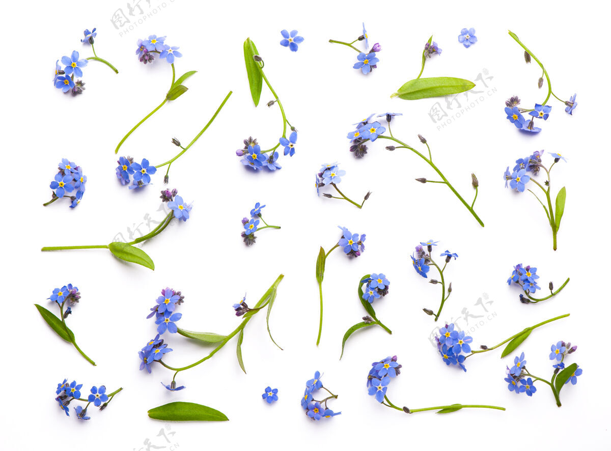 植物心形的小花 孤立在白色上蓝色背景自然