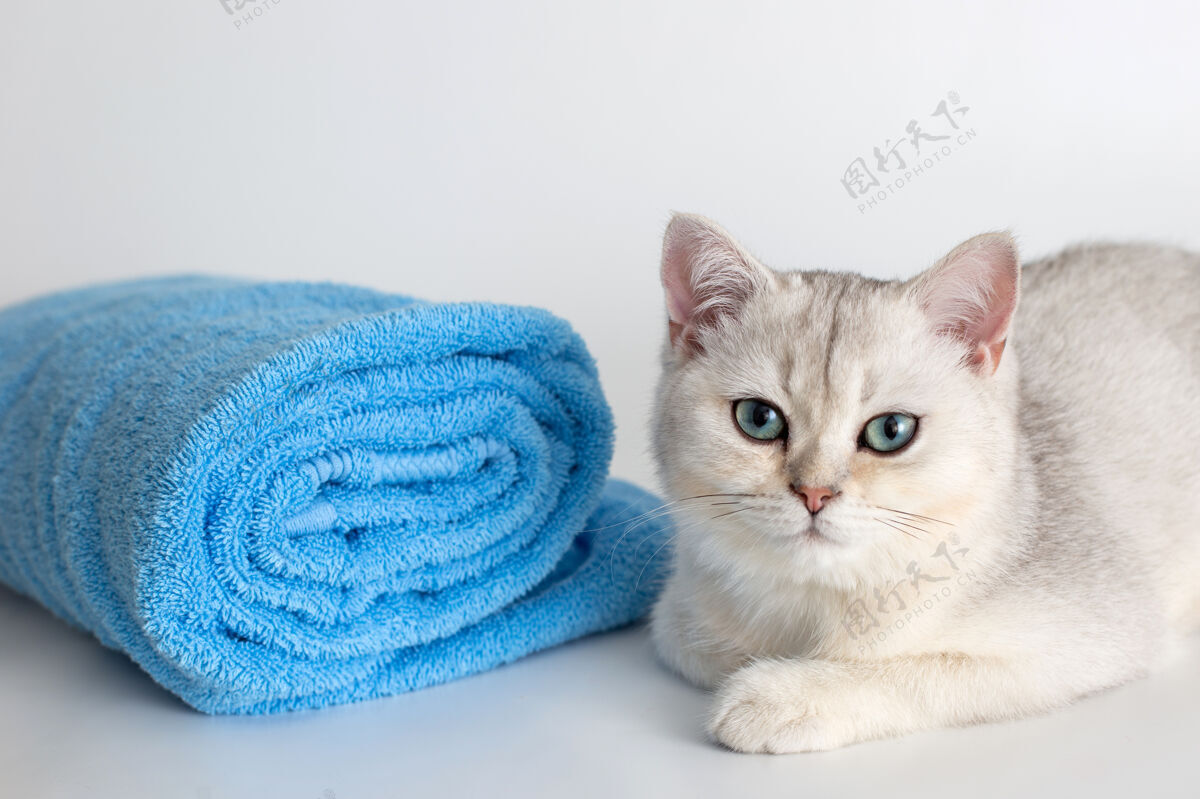 干净可爱的小猫躺在蓝色毛巾卷 白色的表面头发毛巾洗