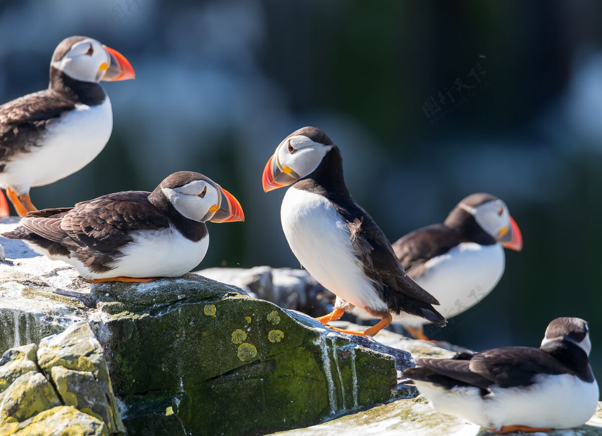 北海一群大西洋海雀站在英国诺森伯兰法恩群岛的悬崖上野生鸟类英格兰观鸟