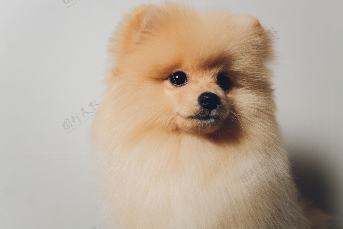 婴儿可爱的波美拉尼亚毛茸茸的小狗画像斯皮茨利特尔白色的微笑的狗可爱小狗房子