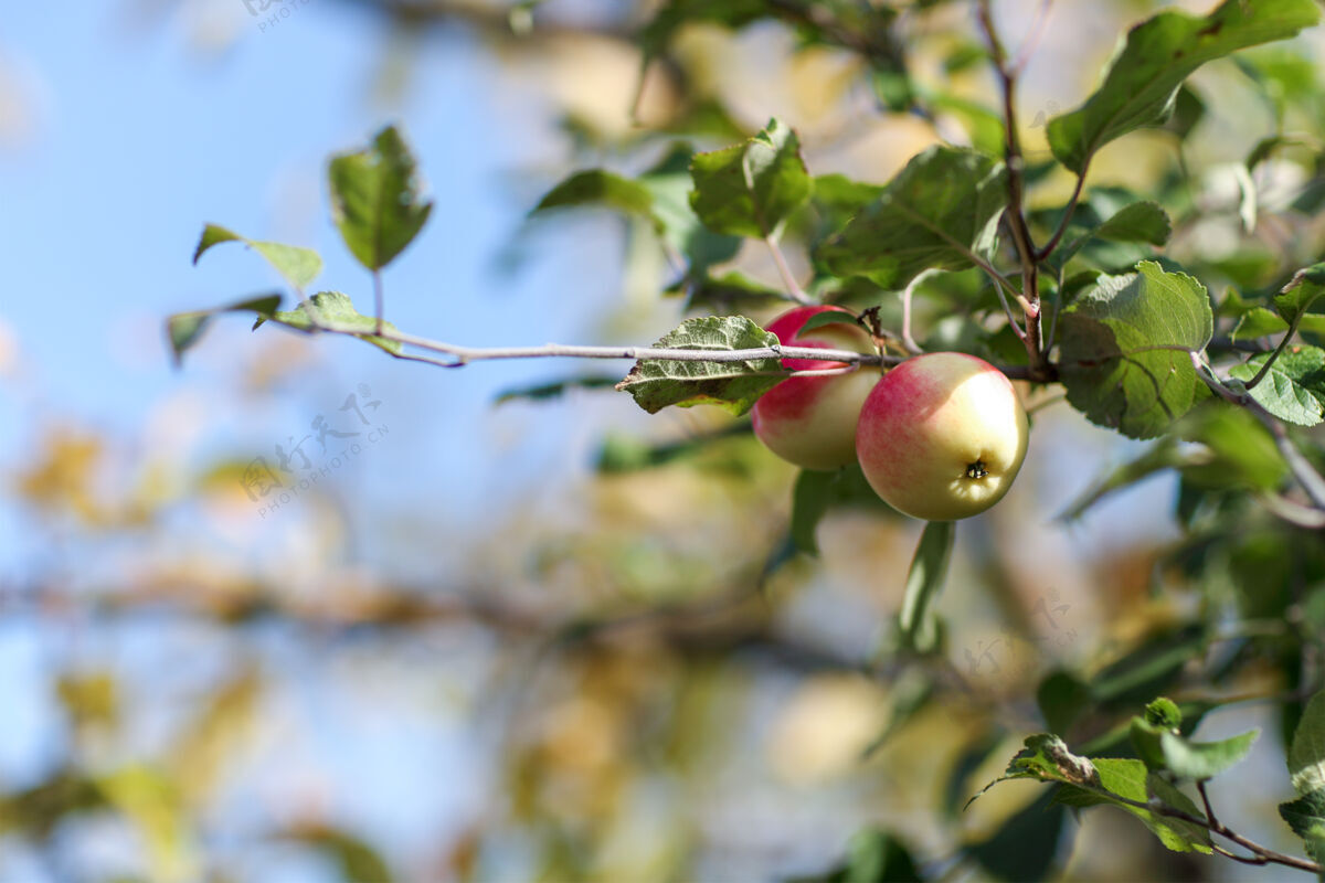 生长树上的红苹果充足收获叶