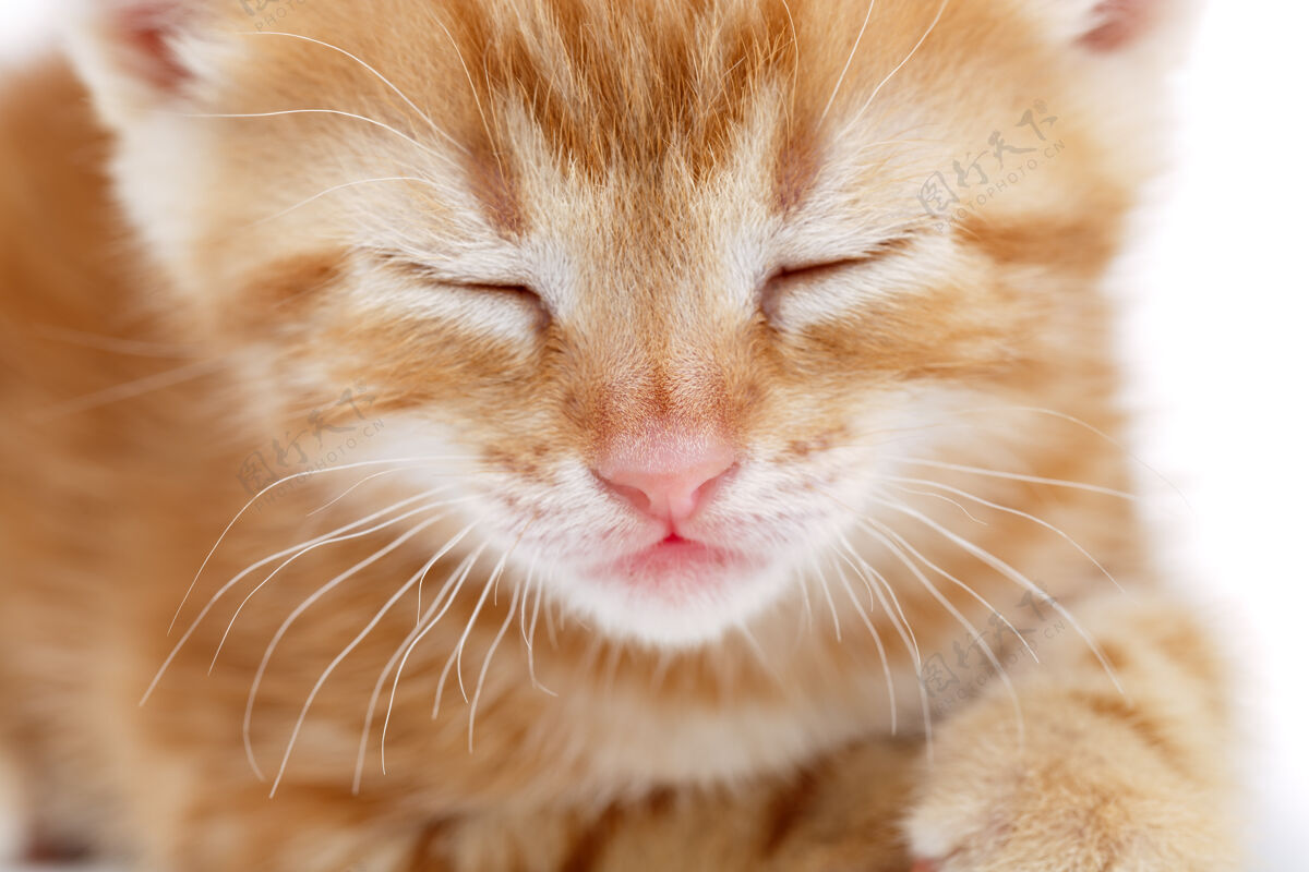 肖像赤褐色条纹小猫特写照姜纯种有趣