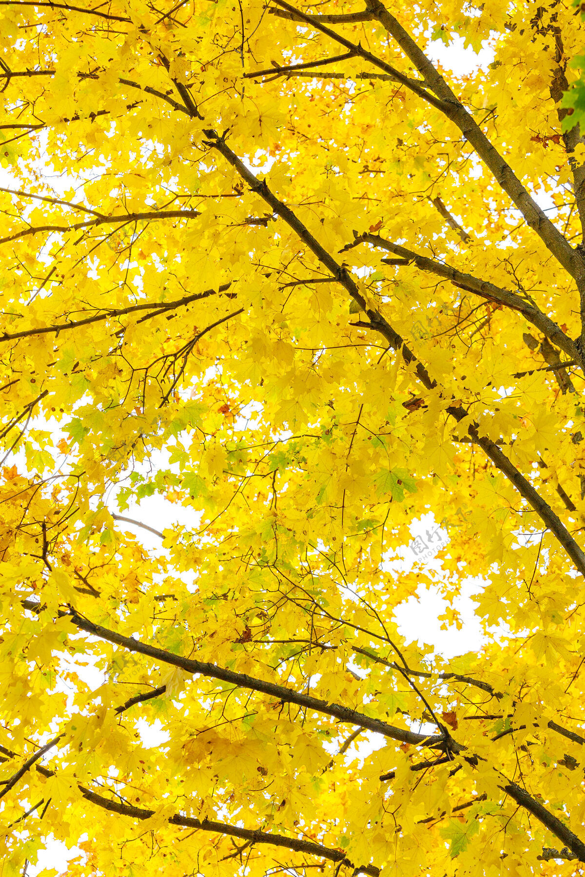 树秋叶照亮了太阳阳光金色纹理