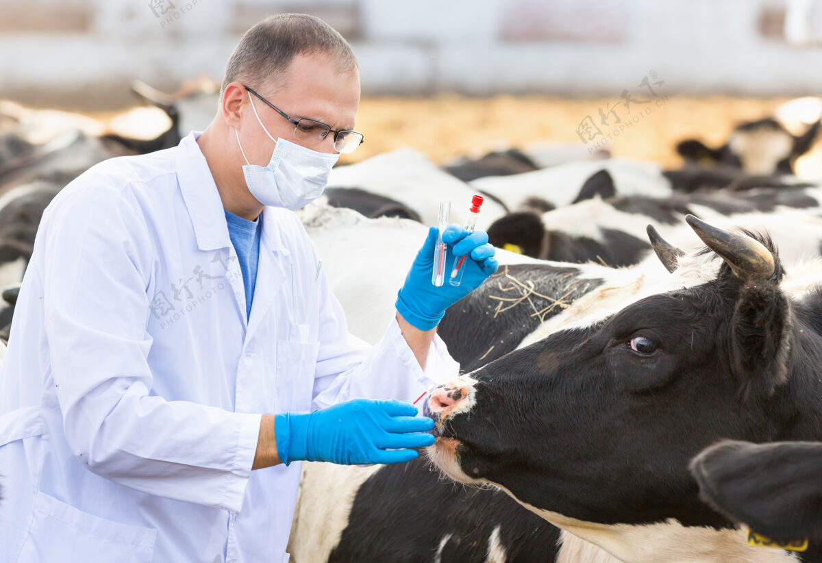 人兽医对农场牛的动物进行体检牛肉医疗保健测试