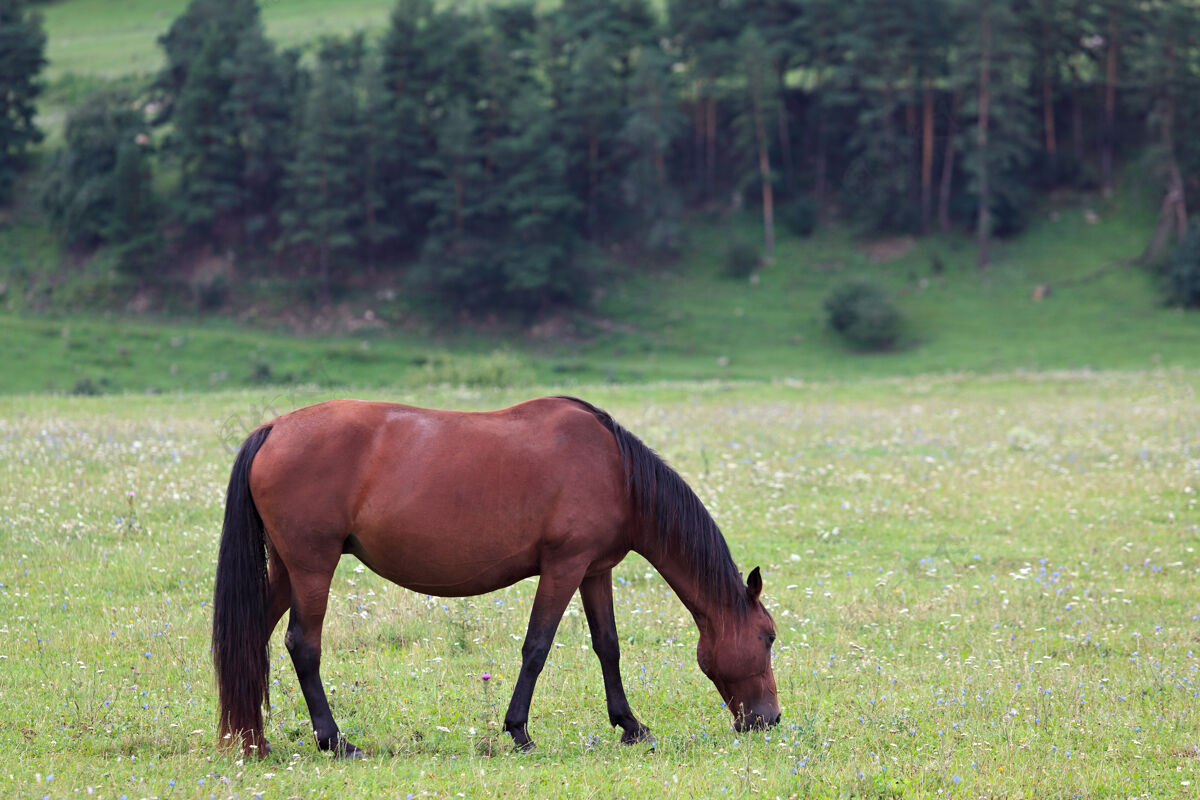 草甸森林里的高山牧场供马吃自然山夏天
