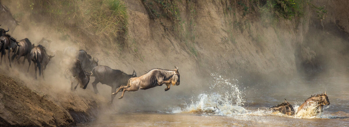 哺乳动物角马正在跳进马拉河河太好了迁移羚羊动物野生动物