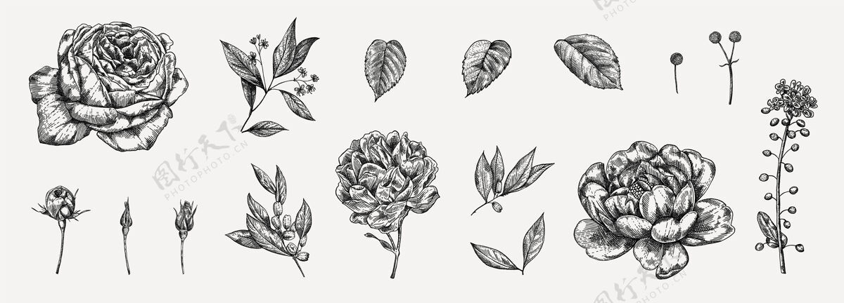 植物花套高度详细的手绘玫瑰玫瑰花瓣集