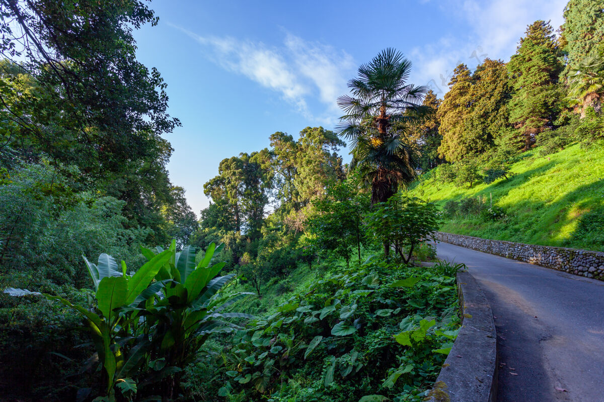 平静美丽的巴统植物园位于巴统附近景观胡同亚热带
