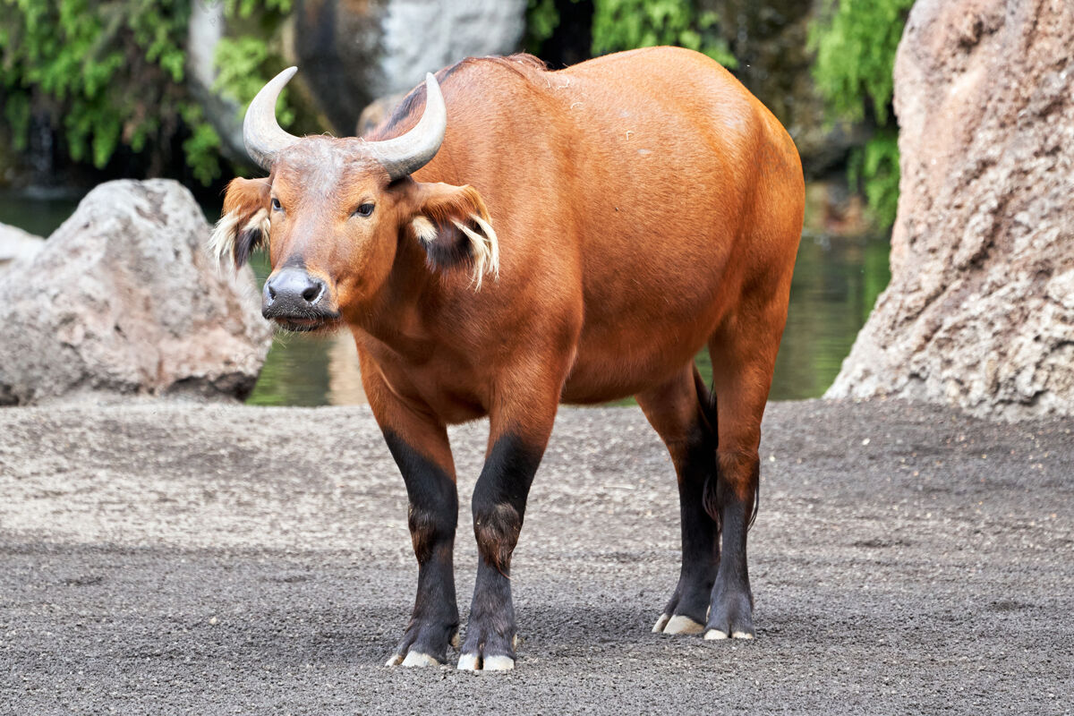 野兽红森林水牛站在动物园里公牛非洲森林