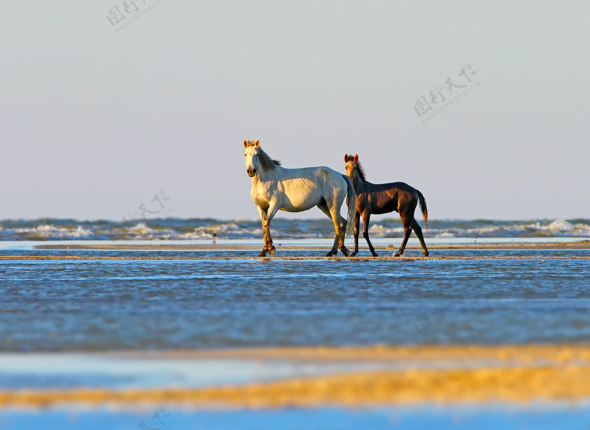 田野在柔和的晨光中 一只小马驹和妈妈在海边家养小颜色