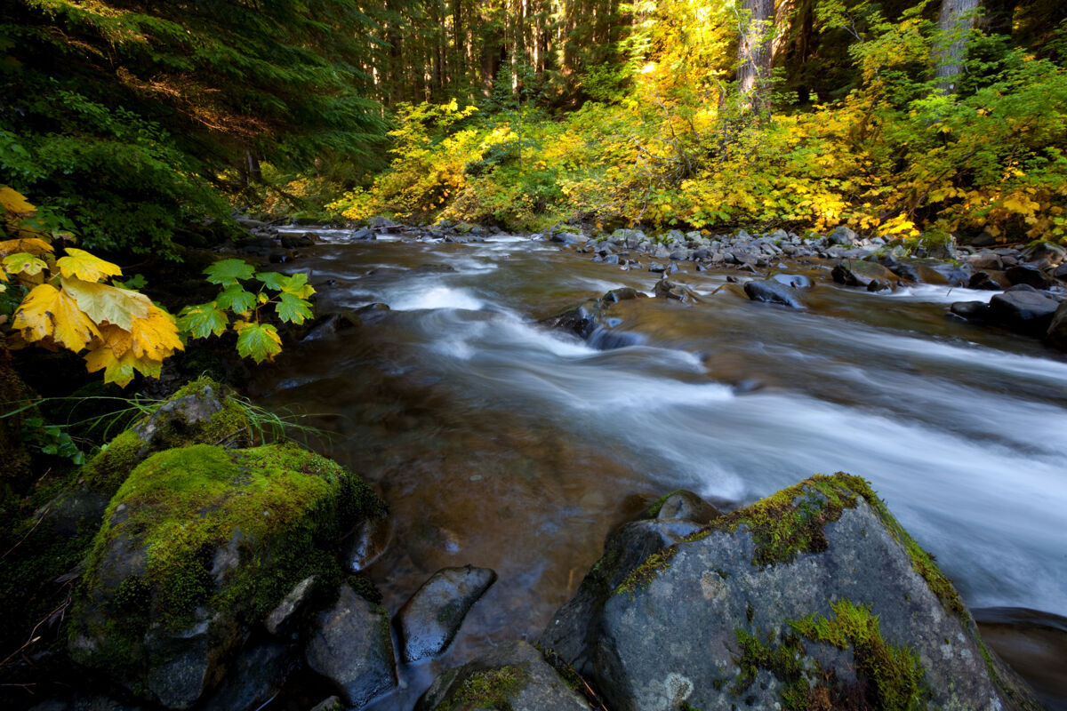 新鲜森林里美丽的小河自然河流树叶