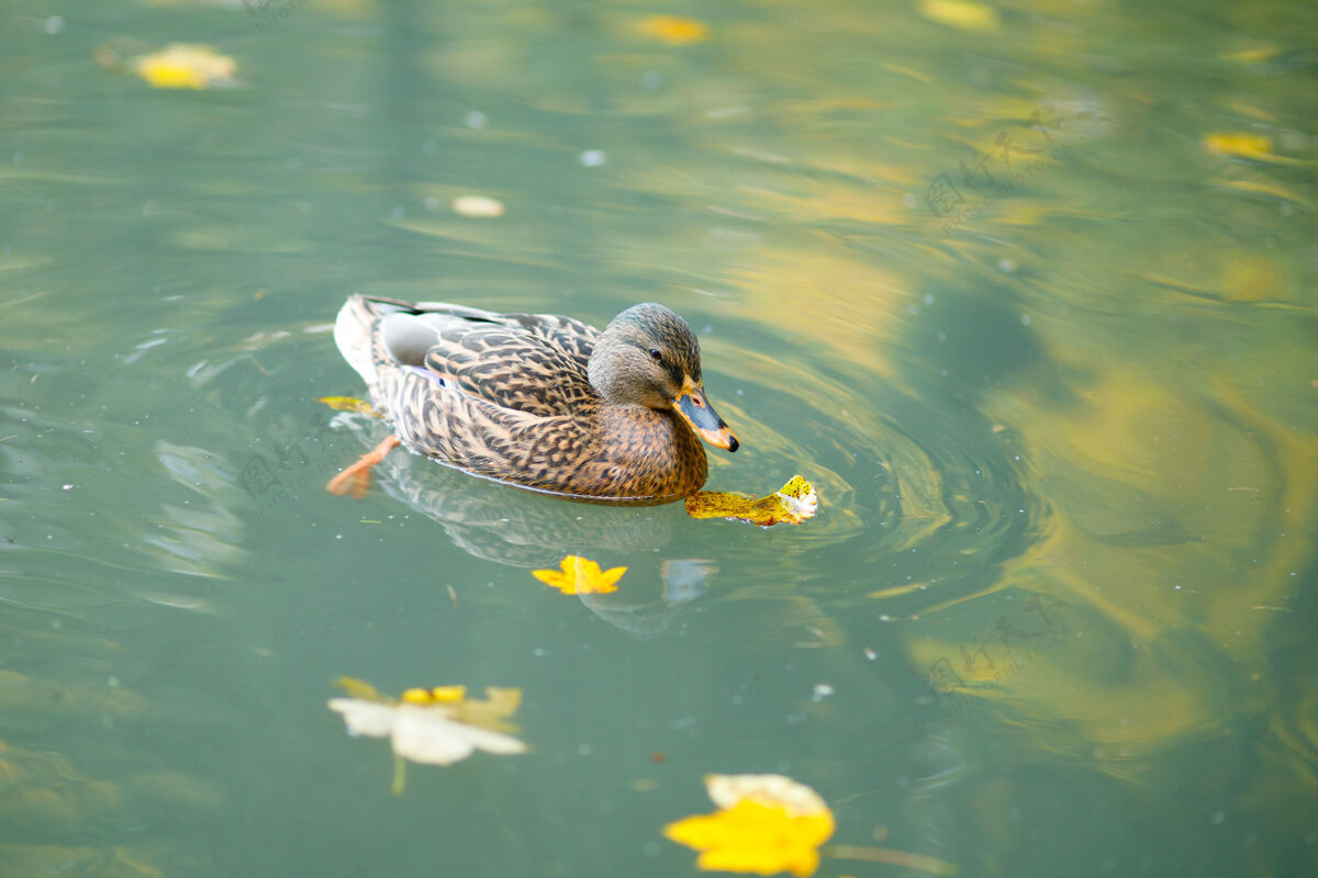 羽毛棕色野鸭在秋湖上游泳雄性倒影风景