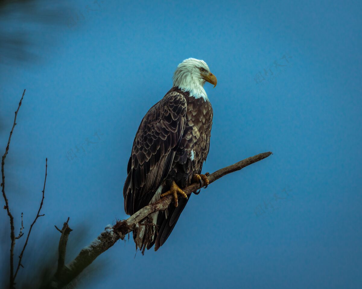 鹰一只老鹰坐在树枝上的低角度镜头猛禽猎人猛禽